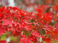 -狼山风景名胜区