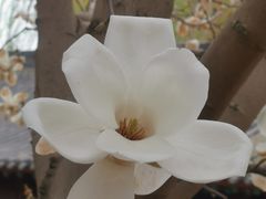 -护国法轮寺