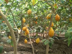 -兰陵国家农业公园