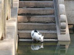 -西园戒幢律寺