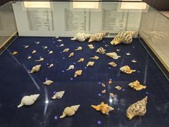 -青岛贝壳博物馆