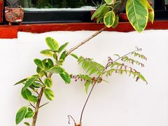-素心小筑(后沙裕镇店)