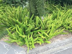 -墨尔本皇家植物园