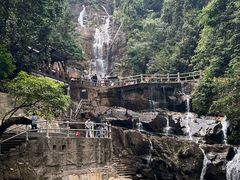 -鼎香皇高佬苏裹蒸粽