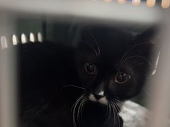 -艾贝尔宠物医院·24H转诊中心·肿瘤猫专科(江宁双龙店)
