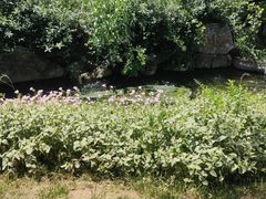 -羊山湖公园