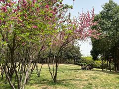-洨河生态公园