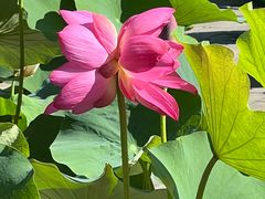 -莲花池公园