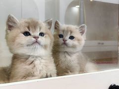 -青奢宠物·青奢猫舍