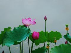 -莲花池公园