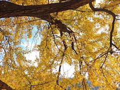 -千年银杏谷文化旅游区