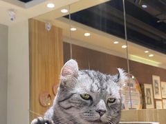 -藏猫猫咖啡主题馆(中央大道店)