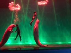 -芜湖新华联大白鲸海洋公园