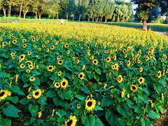 -长白岛森林公园