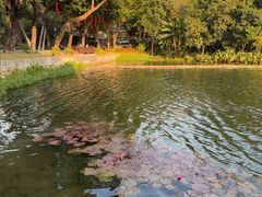-荔湾湖公园
