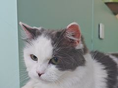 -怪兽屋·羊驼·猫咖·狗咖(俊华广场店)