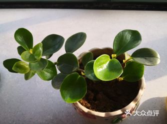 看着全国小伙伴晒美食，做面点