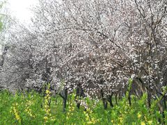 -蜀冈西峰生态公园