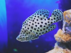 -芜湖新华联大白鲸海洋公园