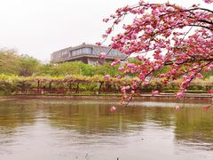-嘉定紫藤园