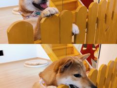 -南京Hallo宠物乐园·哈罗犬舍·柴犬繁育基地