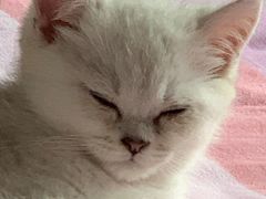 -Bastet sally猫舍购宠(静安店)