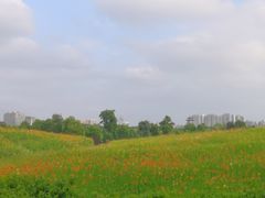 -洋湖国家湿地公园