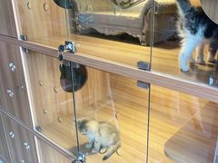 -喵百万·布偶·蓝金金渐层英短·猫舍(百子湾店)