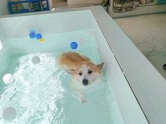 -BABYDOG宝贝狗宠物乐园(欧洲城店)