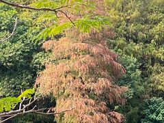 -荔枝公园(福田区)