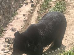 -都江堰中华大熊猫苑