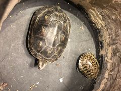 -渝味晓宇火锅(合川路店)