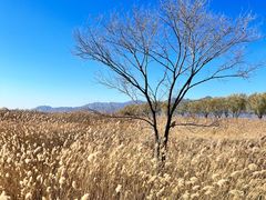 -野鸭湖国家湿地公园