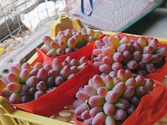 -马陆小张葡萄园农家乐