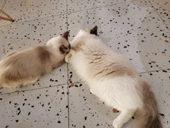 -喵喵咪呀布偶猫咖(春熙路店)
