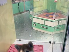 -龟与熊猫宠物公园(南坪店)