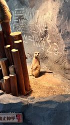 -Zoolung Zoolung动物主题公园(海信广场店)