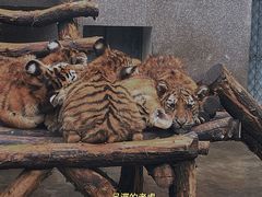-西安秦岭野生动物园