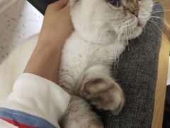 -喵园·猫主题咖啡厅·撸猫·猫咖(国贸店)