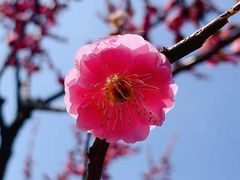 -香雪海