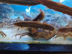 -喜庭海鲜自助(来福士店)