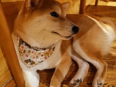 -柴务处·柴犬主题狗咖