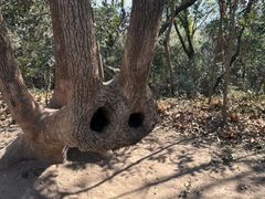 -上海佘山国家森林公园天马山园