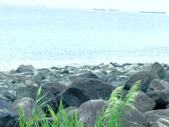 -上海吴淞炮台湾国家湿地公园