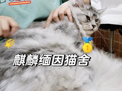 -十年猫舍·猫咪专门店(普陀店)