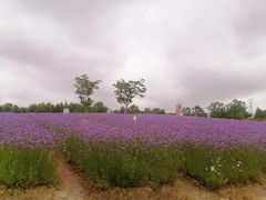 -同里国家湿地公园