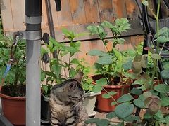 -海边的猫和咖啡馆