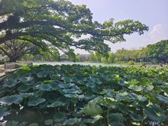 -江心屿景区