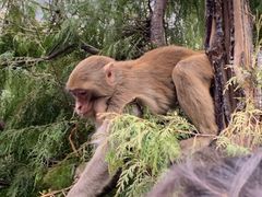 -白帝城·瞿塘峡景区
