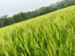 -八卦田遗址公园